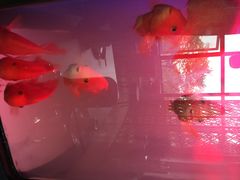尹兰楼西北风情餐厅-尹兰楼西北风情餐厅(嘉定店)