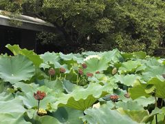 -陈家山荷花公园