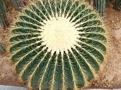 -深圳仙湖植物园