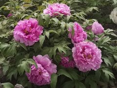-莲花池公园