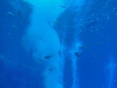 -亚特兰蒂斯•OSSIANO奥西亚诺海底餐厅