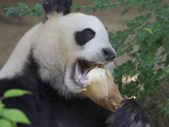 -深圳野生动物园