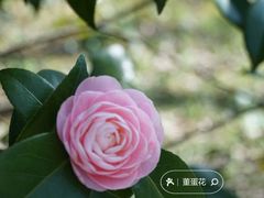 -杭州植物园