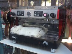 -喵屿·大理花园猫咖