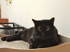 -有猫主题·治愈系猫咖(曾厝垵店)