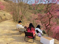 -新建村梅花