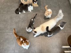 -飞行喵MR PILOT|猫舍·猫咖(静安大融城店)