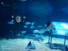 -烟台海昌鲸鲨海洋公园