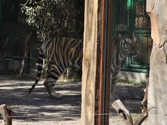 -上海野生动物园老虎餐厅