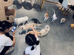 -飞行喵MR PILOT|猫舍·猫咖(静安大融城店)