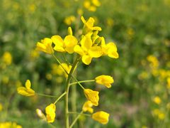 -中国天府农业博览园