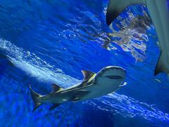 -太平洋海底世界