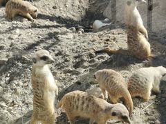 -新疆天山野生动物园