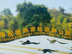 -西双版纳原始森林公园