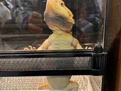 -酷以爬仙阁实体爬宠店·守宫·蜥蜴·专业繁育