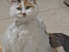 -小伙伴宠物医院•急重症转诊中心·老年专科·犬猫全科(北大街总院)