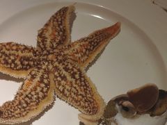 -亚马逊海鲜自助餐厅(惠山万达店)