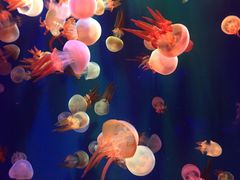 -成都浩海立方海洋公园