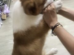 -纳吉亚猫专科动物医院(康都外科中心)