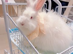 -怪兽屋·羊驼·猫咖·狗咖(俊华广场店)