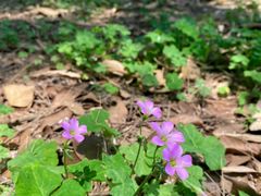 -南宁良凤江国家森林公园