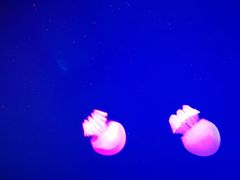 -福州罗源湾海洋世界旅游区