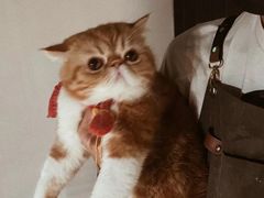 -more than meow吴止猫主题餐厅(承德 中船汇店)