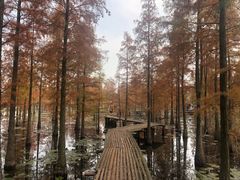 -池杉湖湿地公园