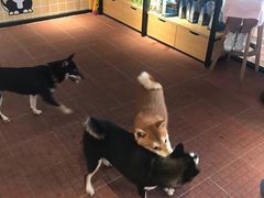 -柴犬高等学院·狗咖·柴犬售卖·宠物训练