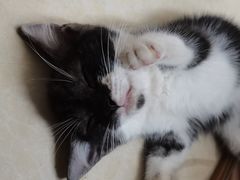 -钦宠·猫咪售卖·洗护·寄养(东圃旗舰店)