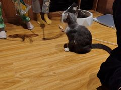 -啵啵喵·猫咖(攀华国际店)