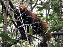 -都江堰中华大熊猫苑