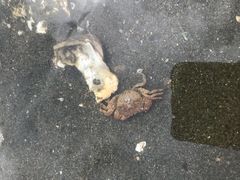 -台场海滨公园船码头