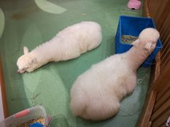 -藦茜花园宠物主题亲子互动体验馆(国顺东路店)