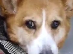 -爱妮康宠物医院·干细胞免疫细胞·肿瘤·心脏(张江店)