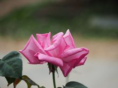 -人民公园(罗湖区)