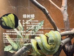 -上海大自然野生昆虫馆(东方明珠·爬宠昆虫探索中心)