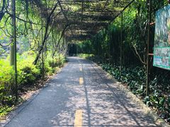 -广东茂名森林公园