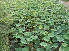 android_upload_pic-灵山莲花公园-温泉度假区