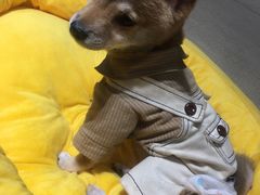 -逗柴咖啡屋·狗咖猫咖宠物桌游