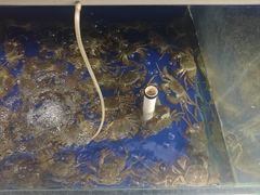 -阳澄湖大闸蟹·琼灵阁牌品牌连锁(吴中总店)