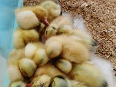 -怪兽屋·羊驼·猫咖·狗咖(俊华广场店)