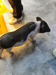 点击看大图 -神奇动物撸宠馆·羊驼·小浣熊·异宠(豫园店)