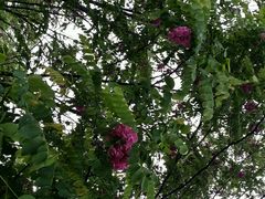 android_upload_pic-洛阳郁金香牡丹园