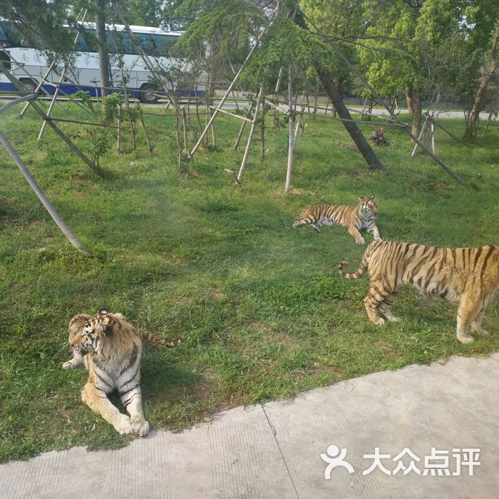 上海动物园非洲狮馆图片