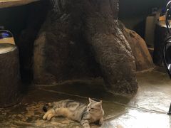 -猫猫幼稚园·撸猫·桌游·电玩