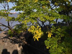 -上海滨江森林公园