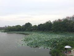 -新江湾城公园
