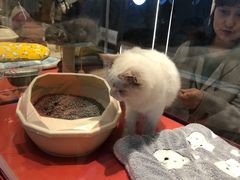 -babydoll猫舍·米努特·德文·缅因(久光中心店)