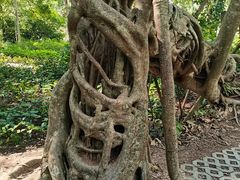 -中国科学院西双版纳热带植物园